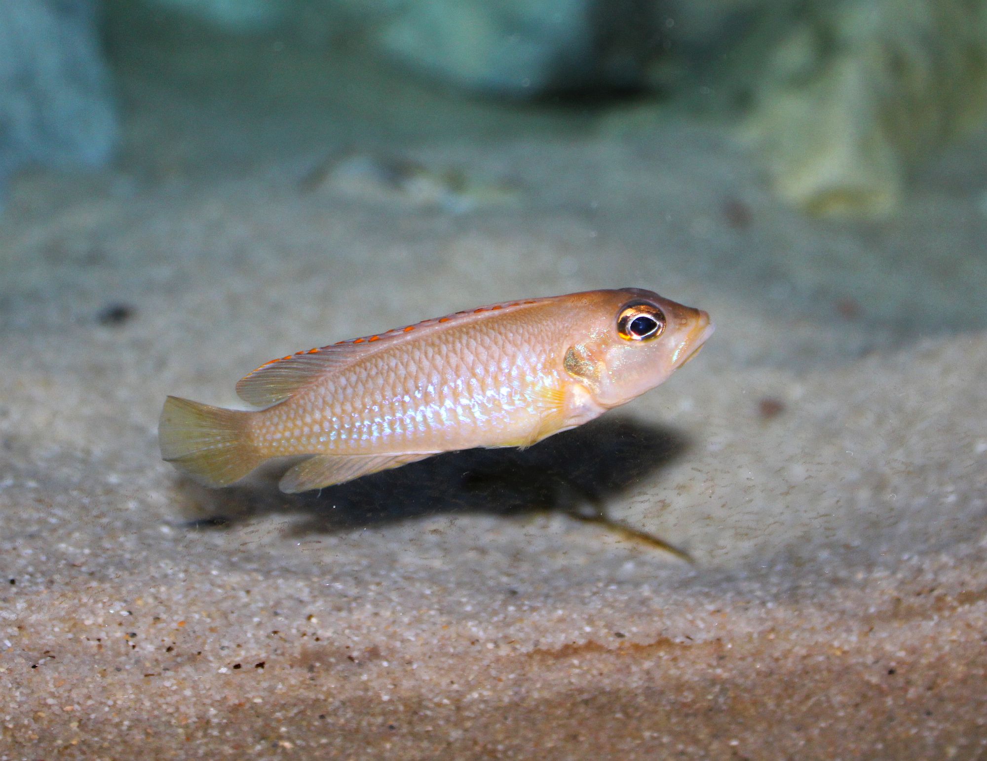 Lamprologus ocellatus