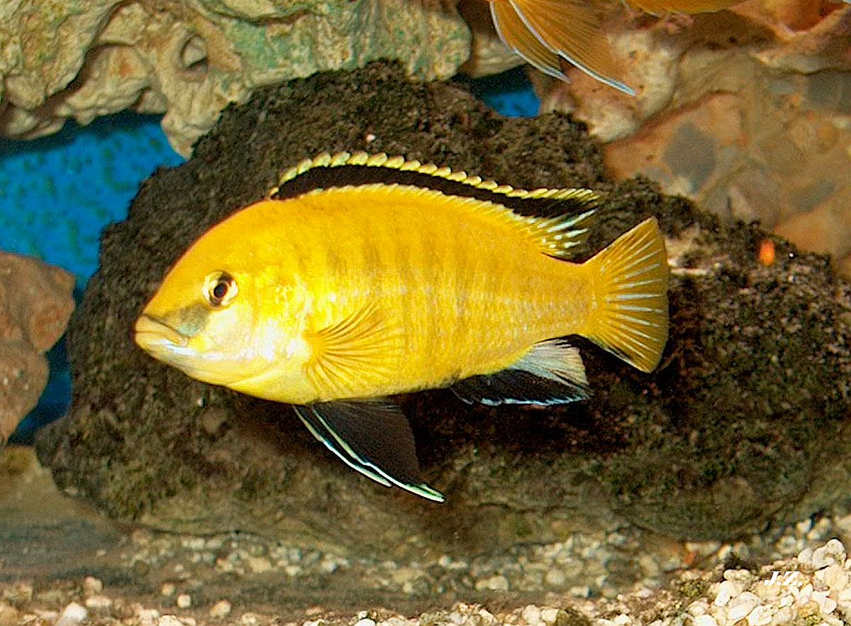 Labidochromis yellow