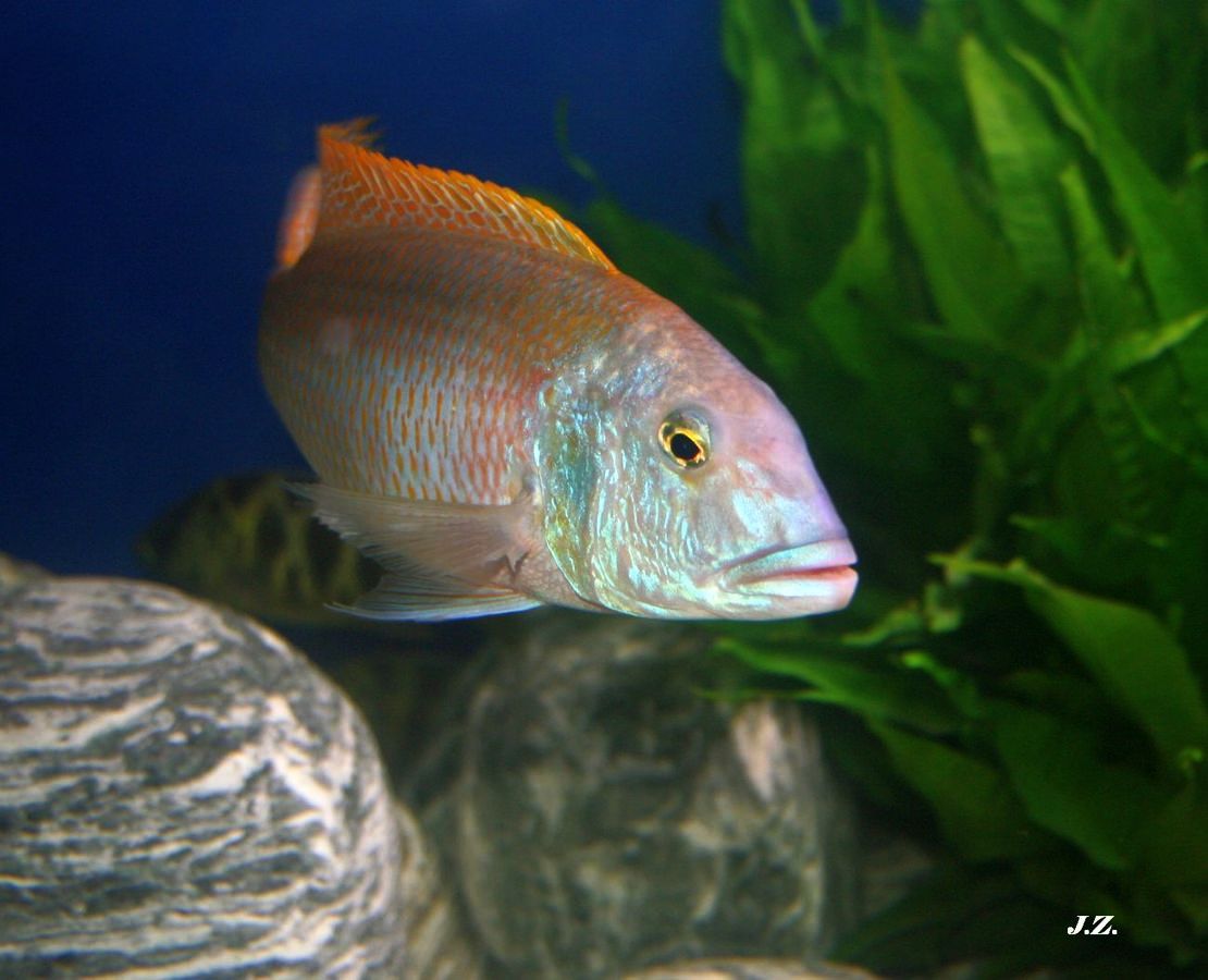 Buccochromis rhoadesii