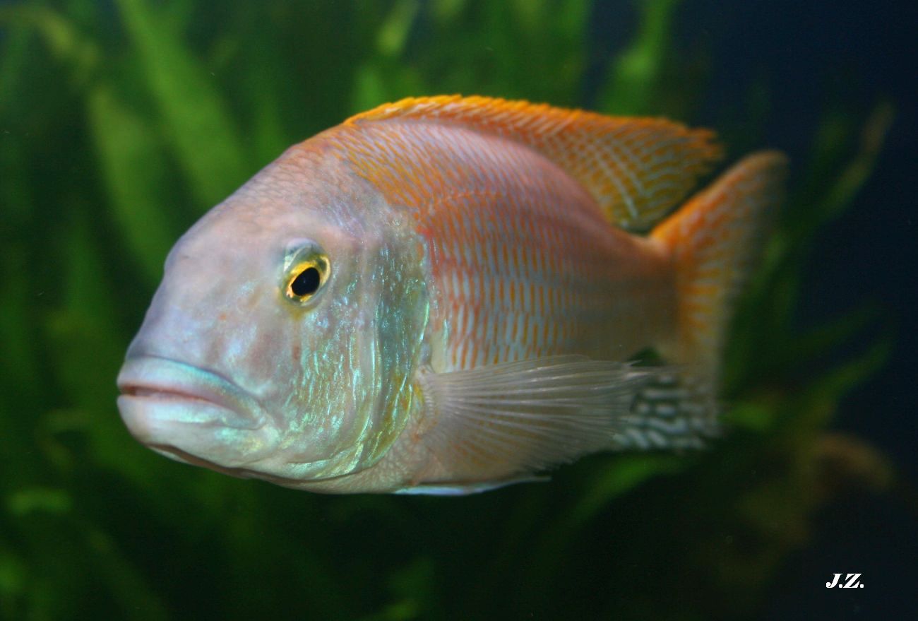Buccochromis rhoadesii