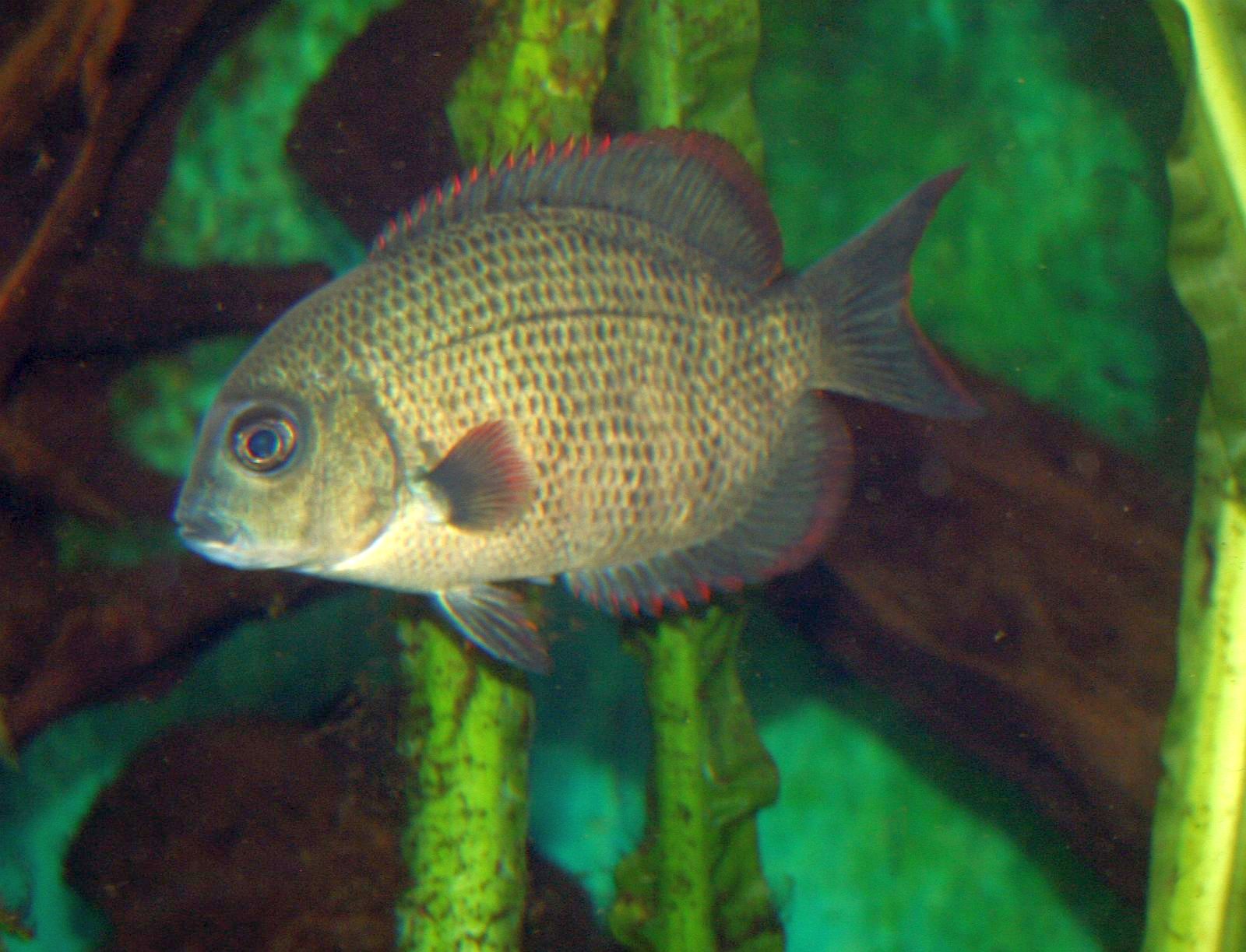 Paretroplus menarambo