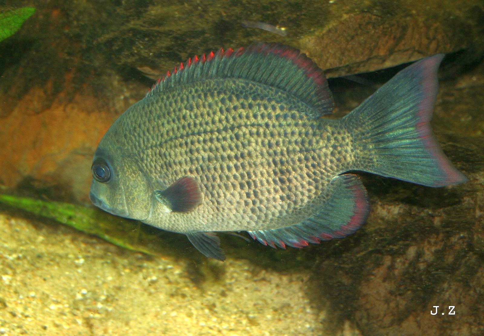 Paretroplus menarambo