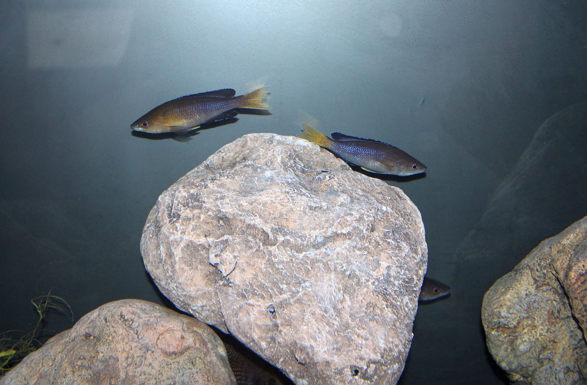 Nachzucht Männchen von Cyprichromis sp. leptosoma Azuri Kekese