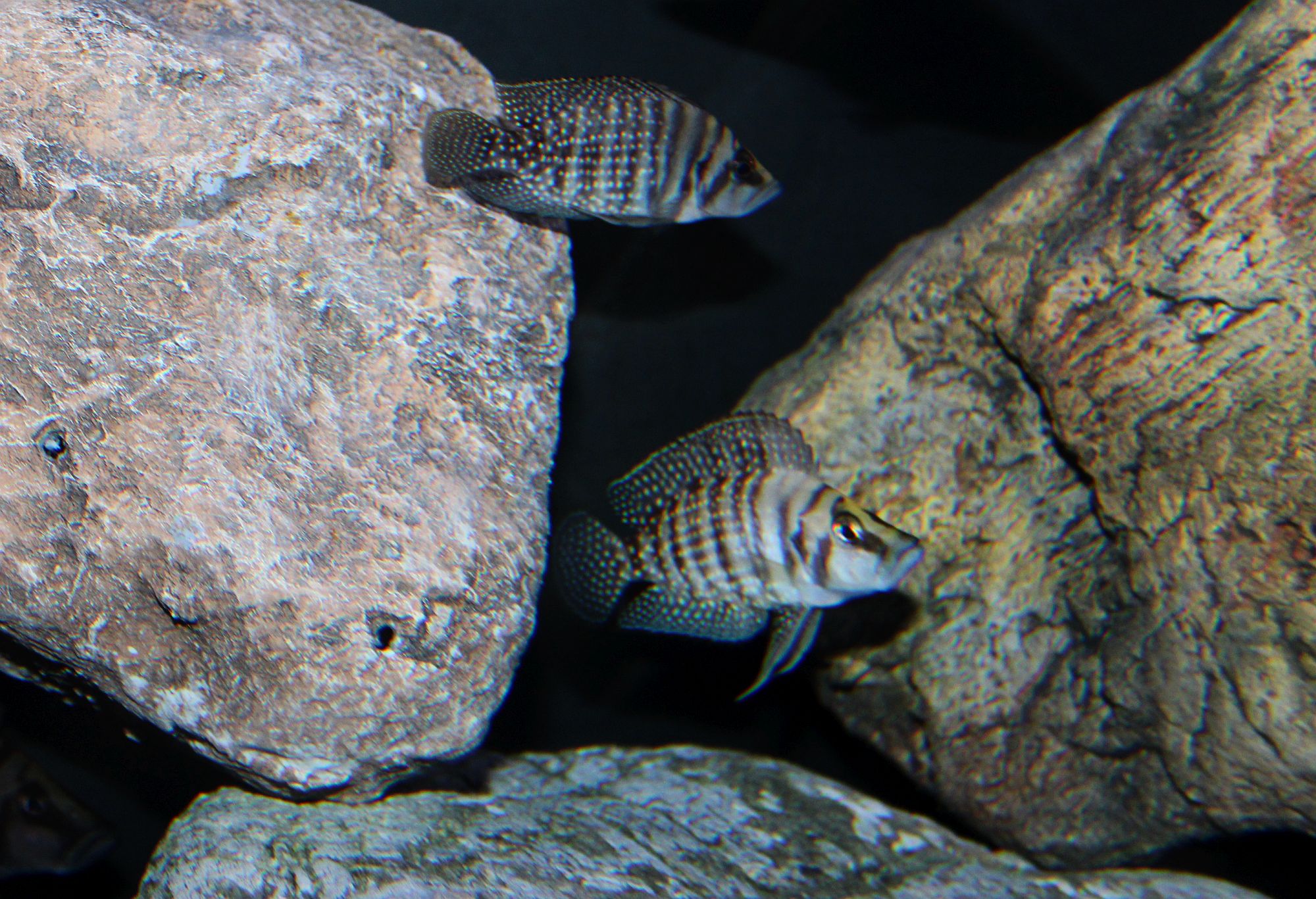 Altolamprologus calvus black
