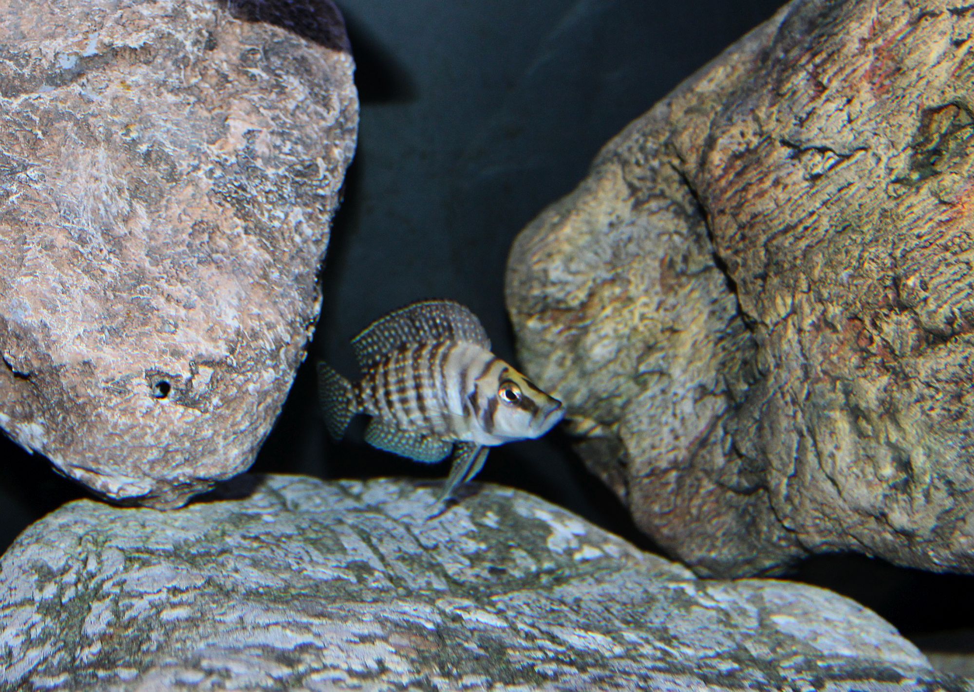 Altolamprologus calvus black