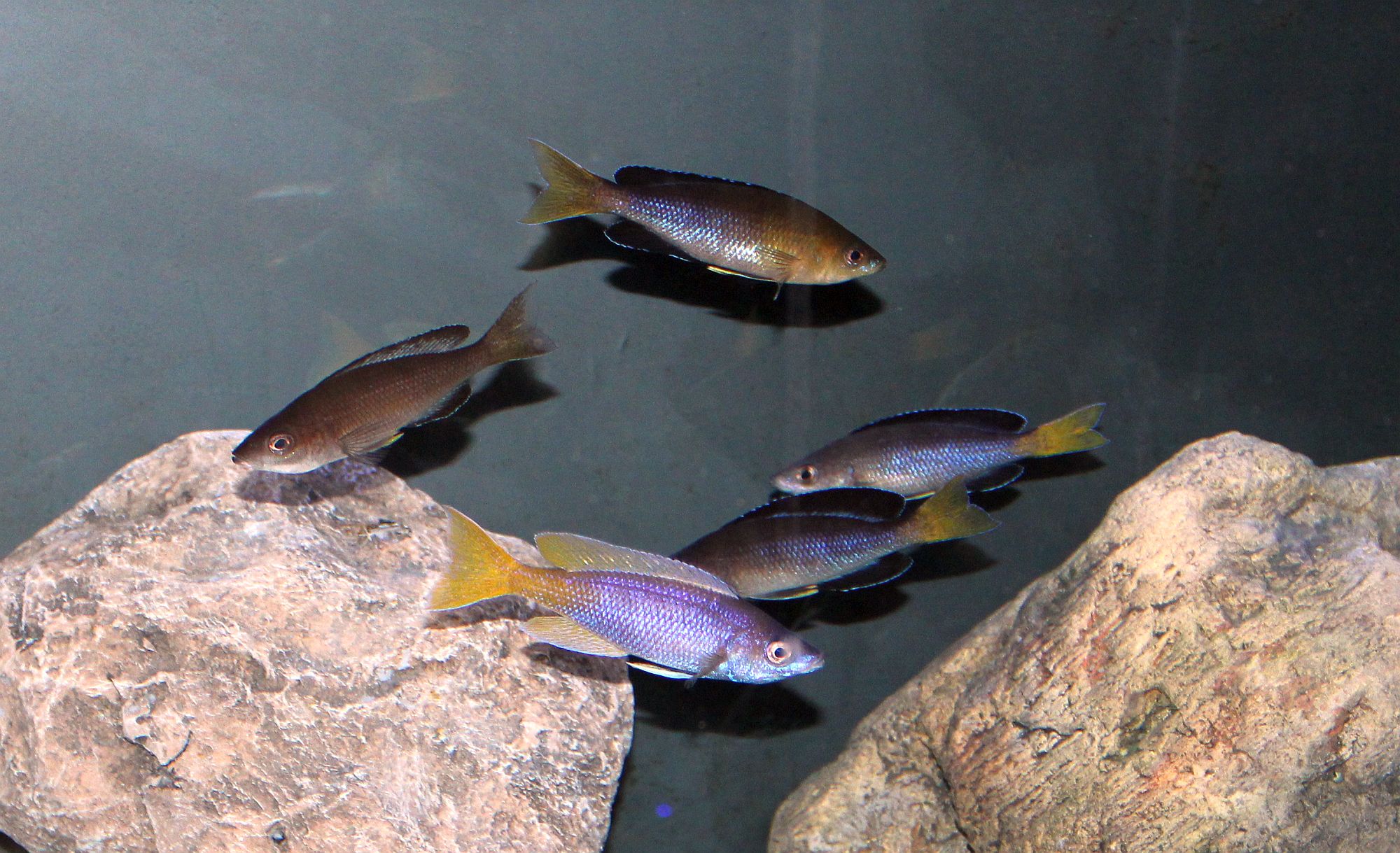 Cyprichromis sp. leptosoma Azuri Kekese