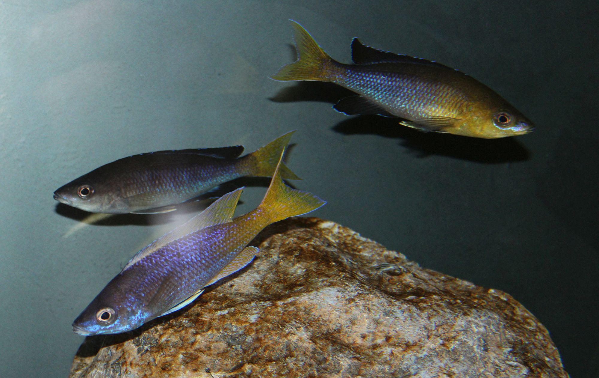 Cyprichromis sp. leptosoma Azuri Kekese