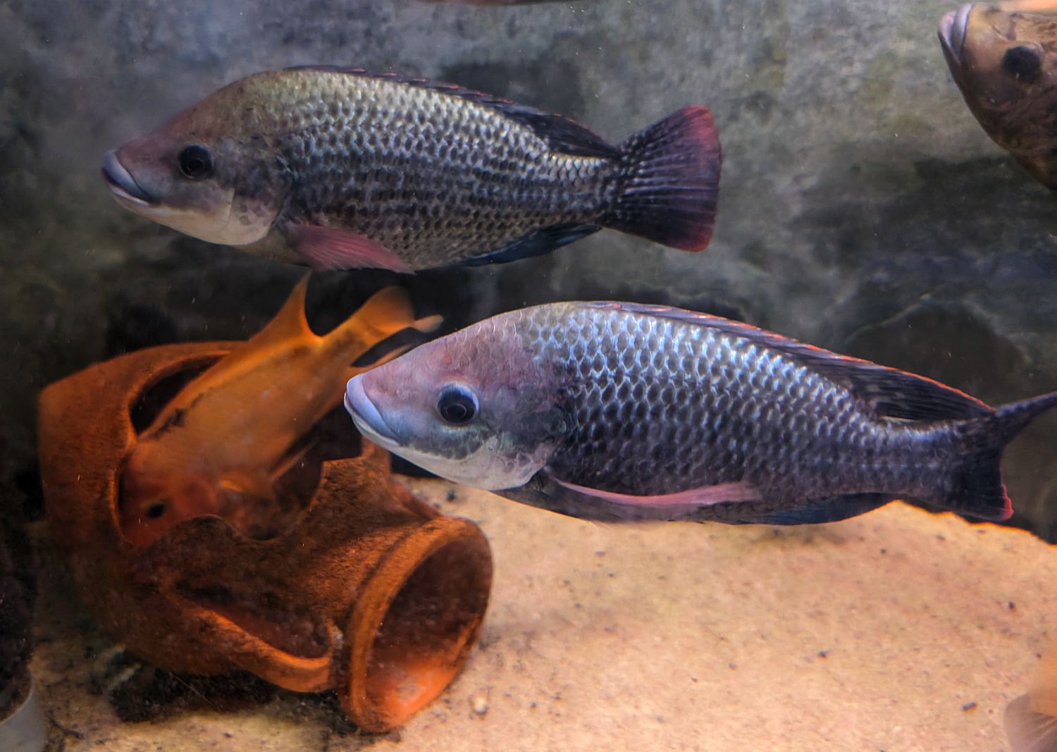 Oreochromis mossambicus