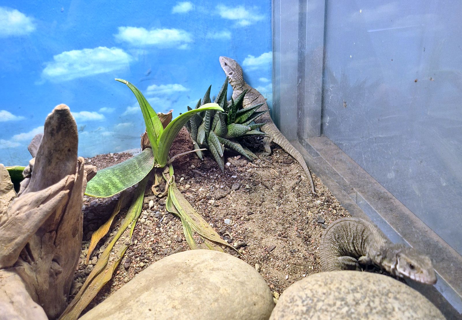 Varanus exanthematicus