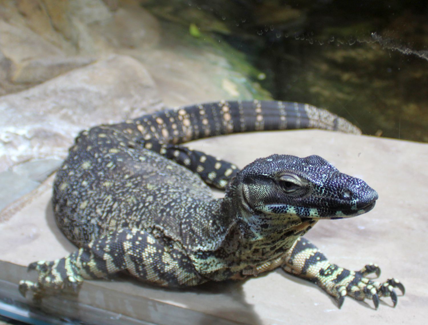 Varanus varius
