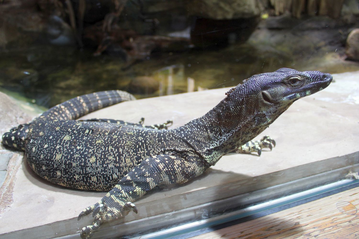 Varanus varius