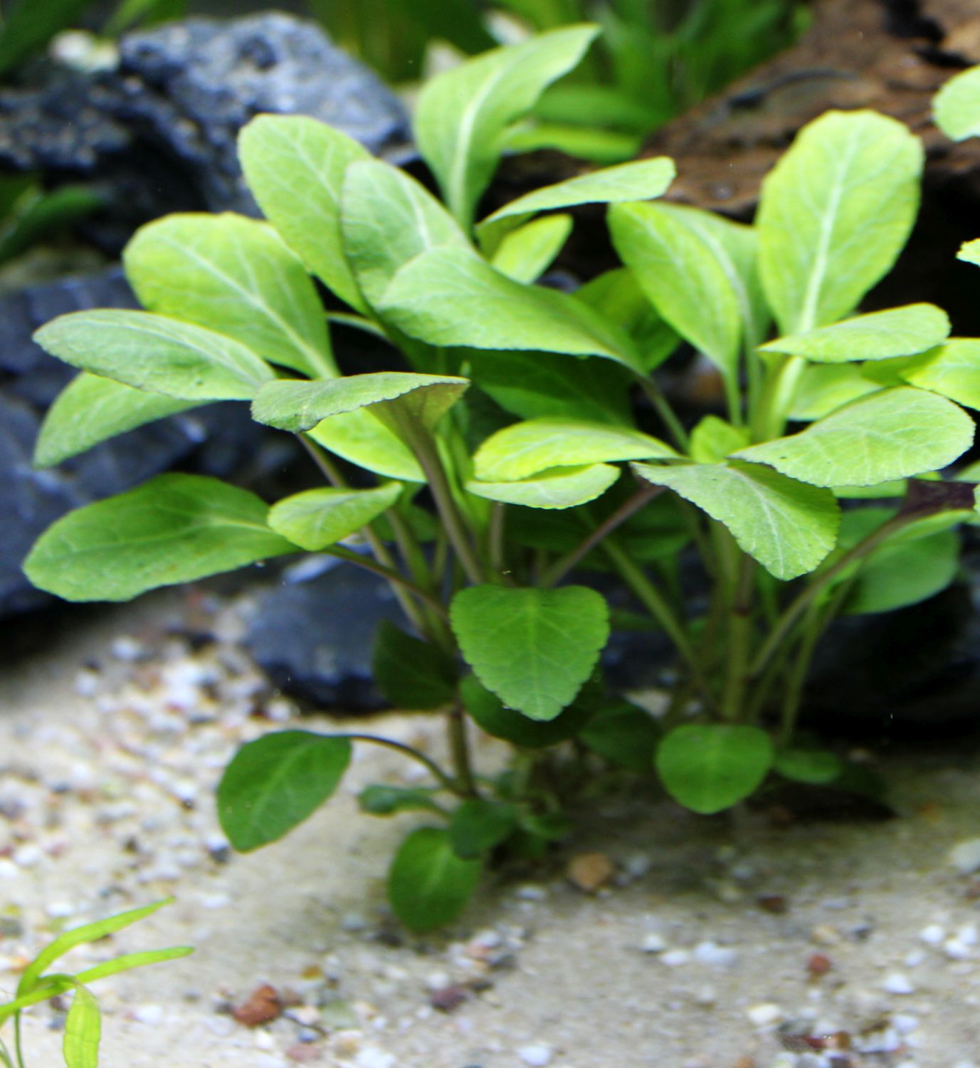 Lobelia cardinalis