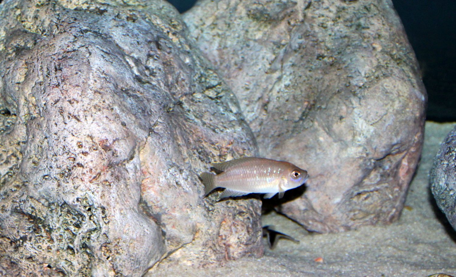Neolamprologus brevis Männchen