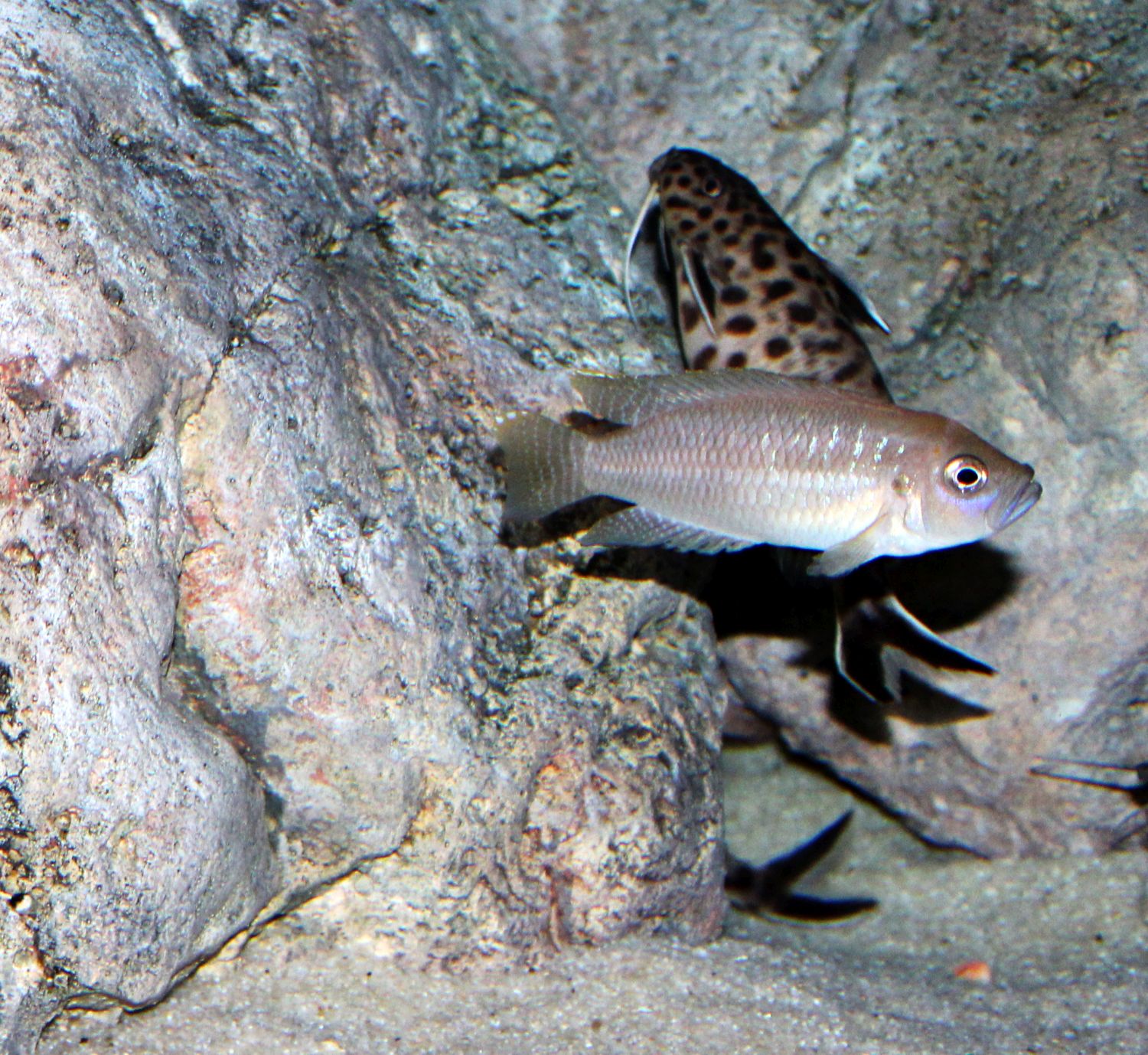 Neolamprologus brevis Männchen