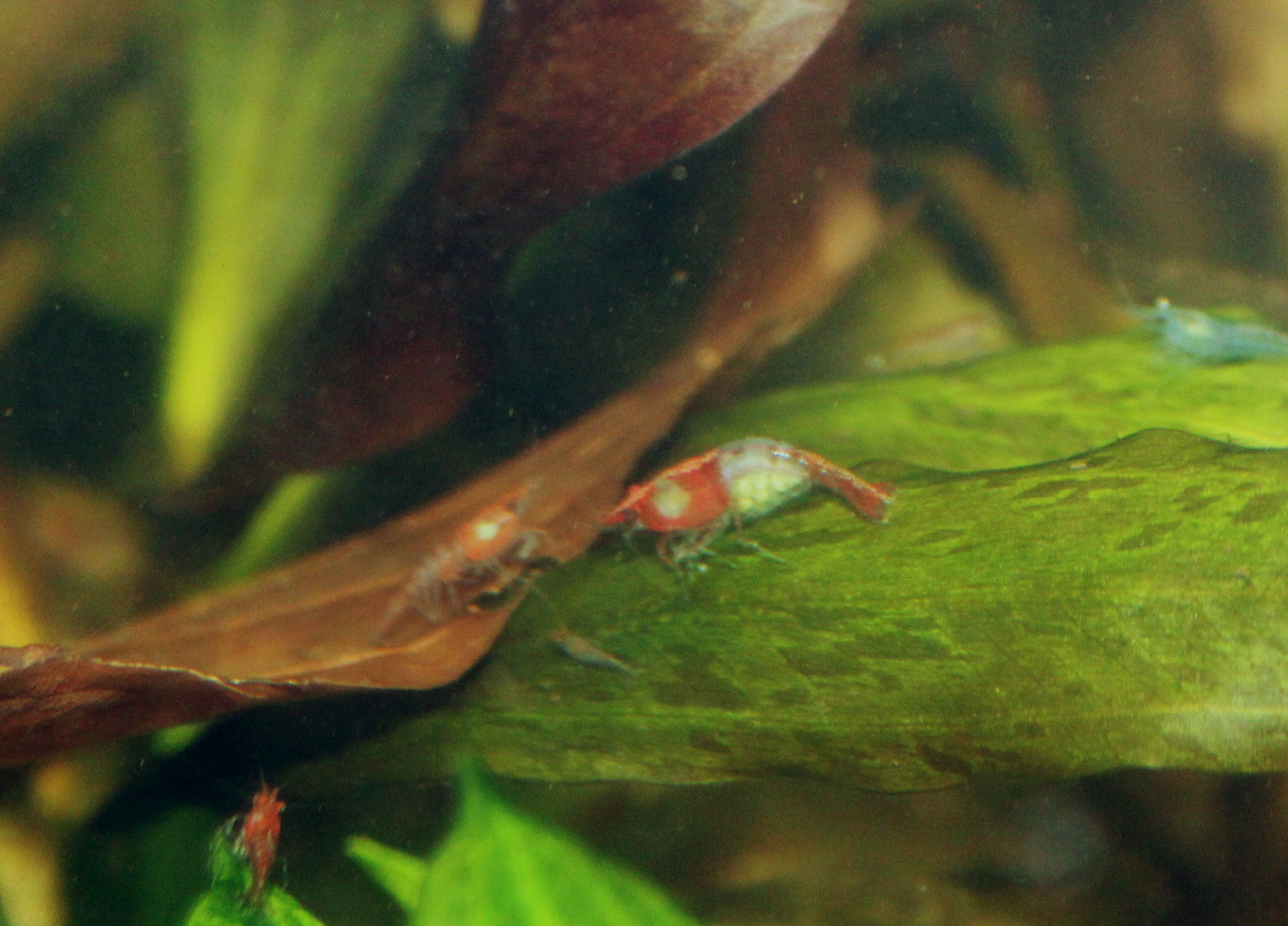 Neocaridina davidi Weibchen
