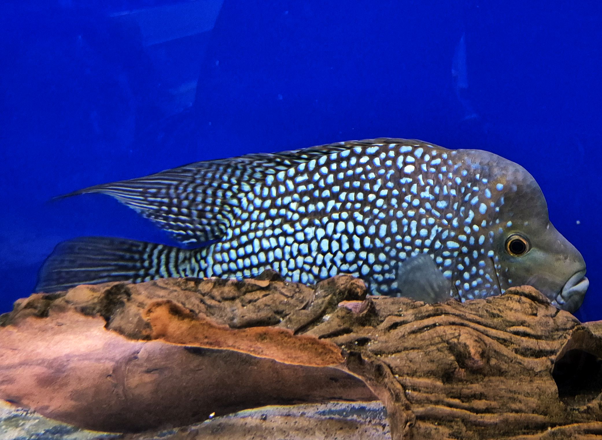 Flowerhorn