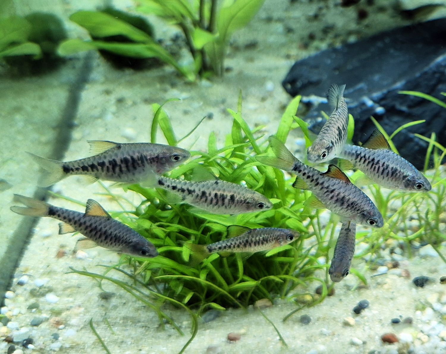 Oliotius oligolepis