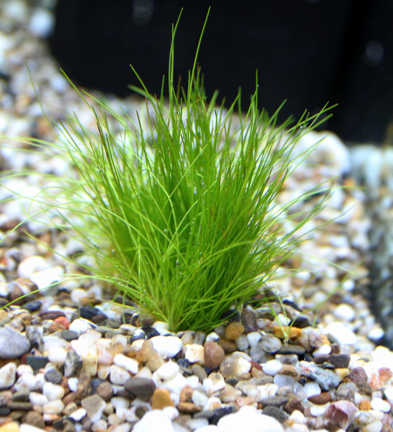 Eleocharis acicularis