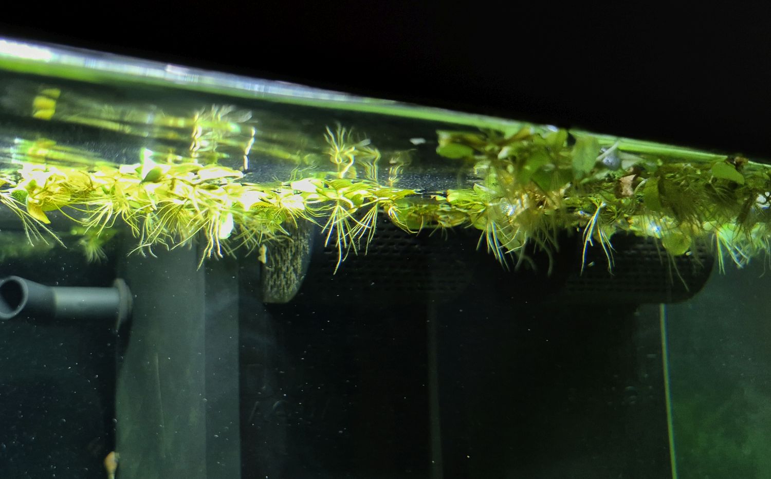 Salvinia minima