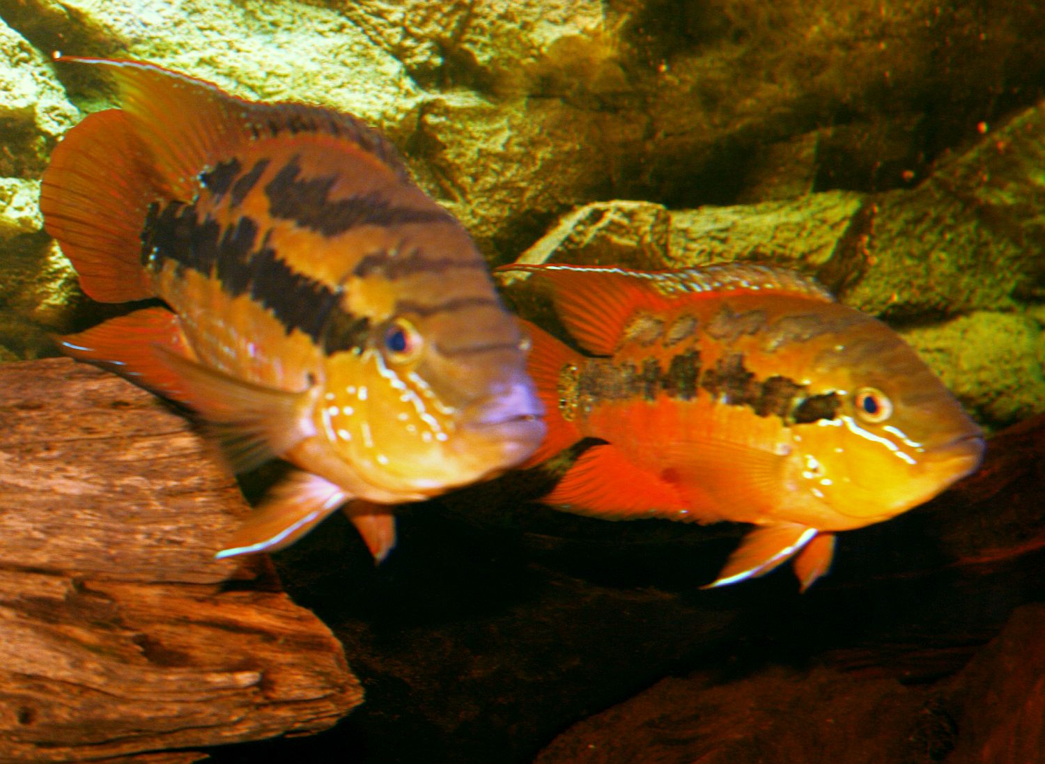 Trichromis salvini
