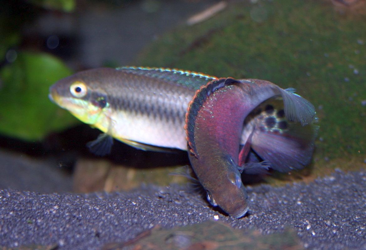 Enigmatochromis lucanusi