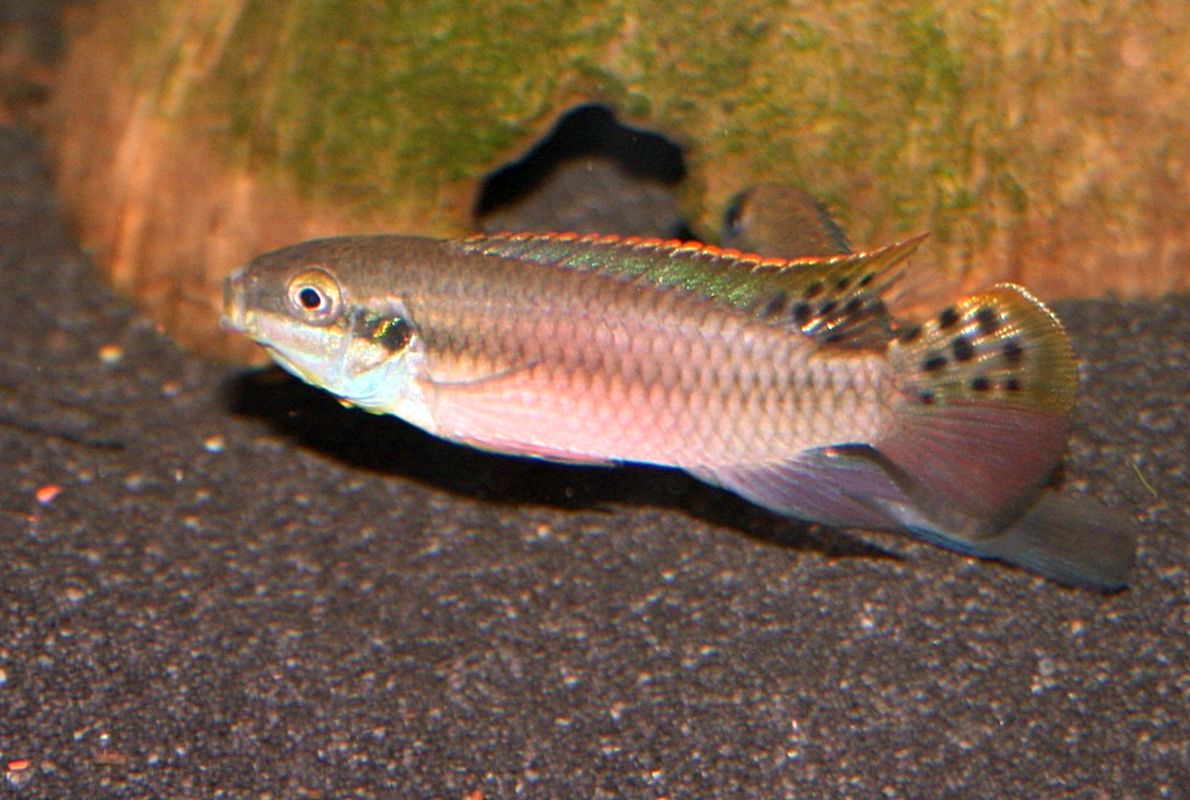 Enigmatochromis lucanusi