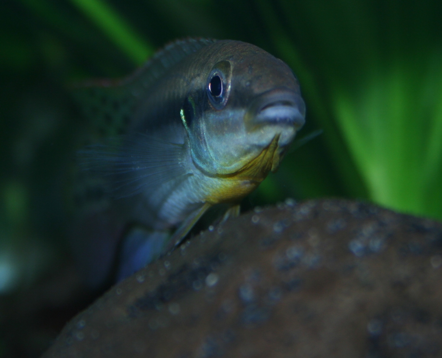Enigmatochromis lucanusi
