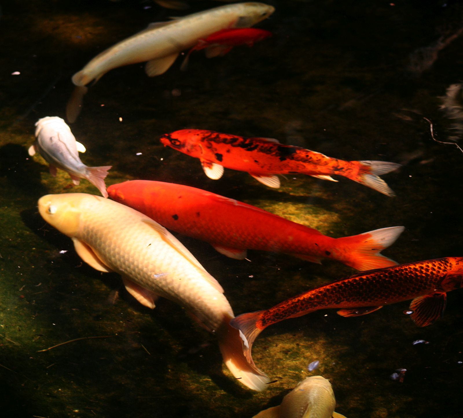 Koi