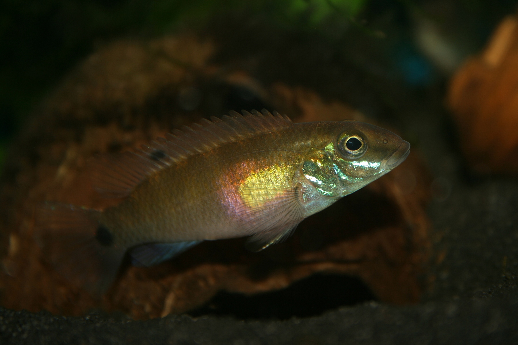 Pelvicachromis signatus