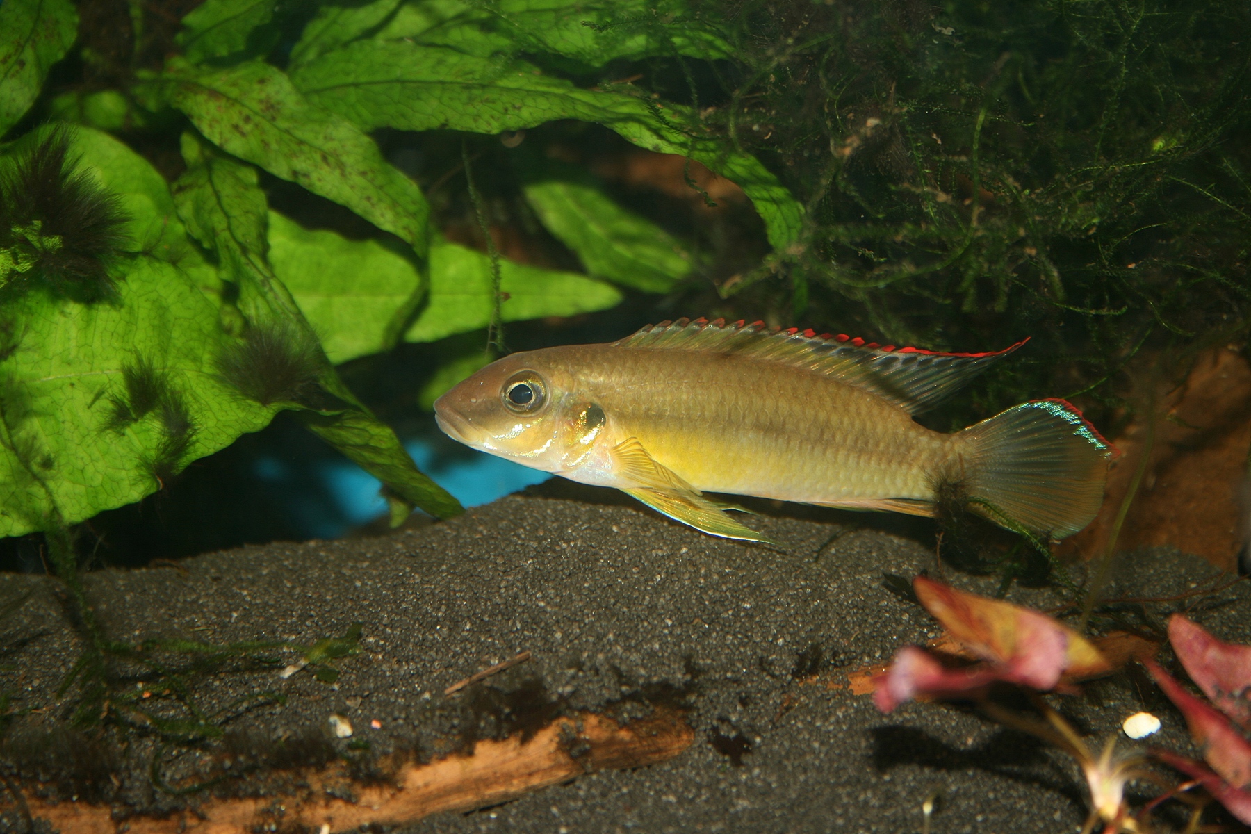 Pelvicachromis signatus