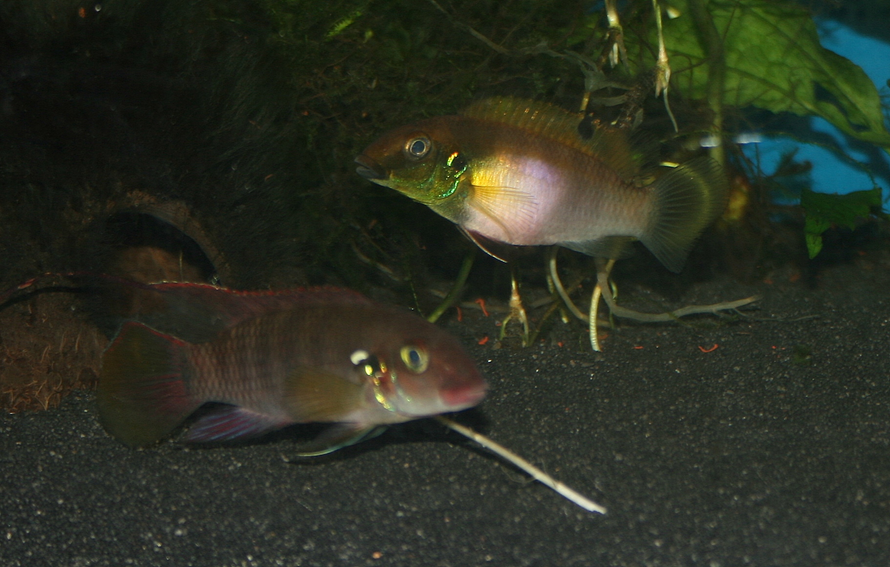 Pelvicachromis rubrolabiatus