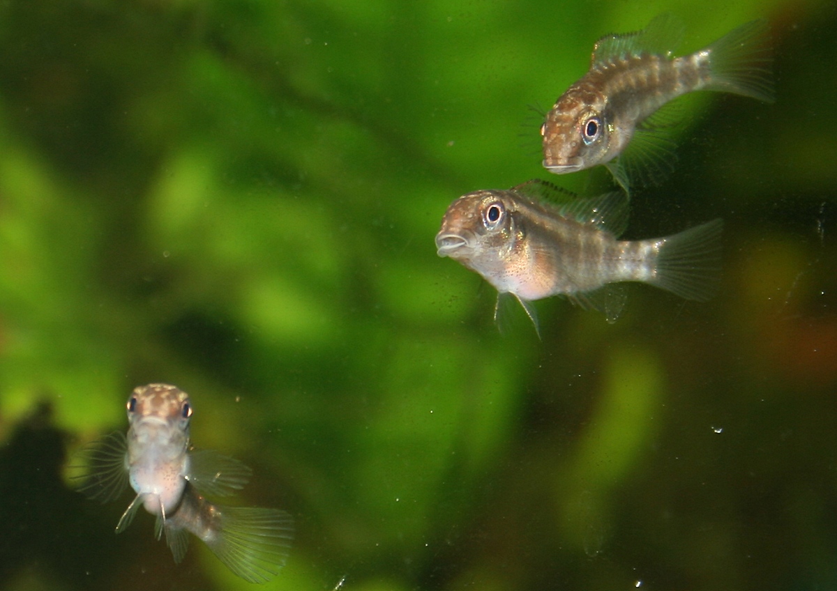 Pelvicachromis rubrolabiatus NZ