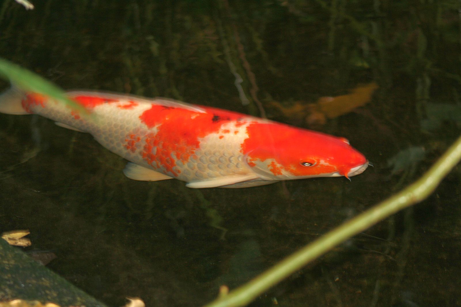 Koi