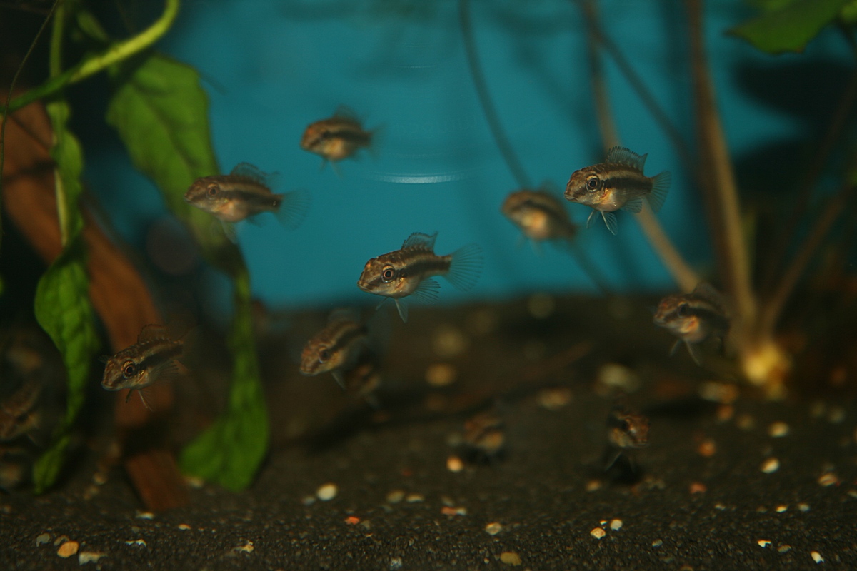 Pelvicachromis rubrolabiatus NZ