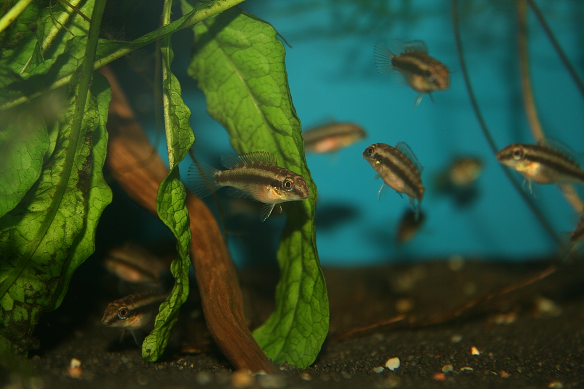 Pelvicachromis rubrolabiatus NZ
