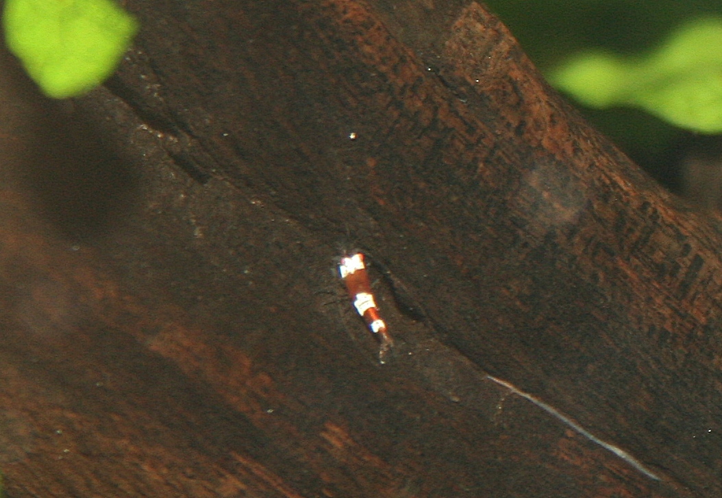Caridina cf cantonensis