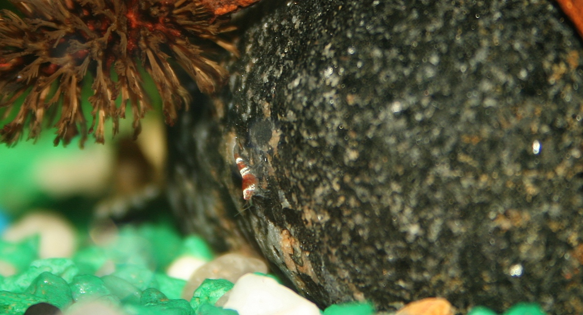 Caridina cf cantonensis