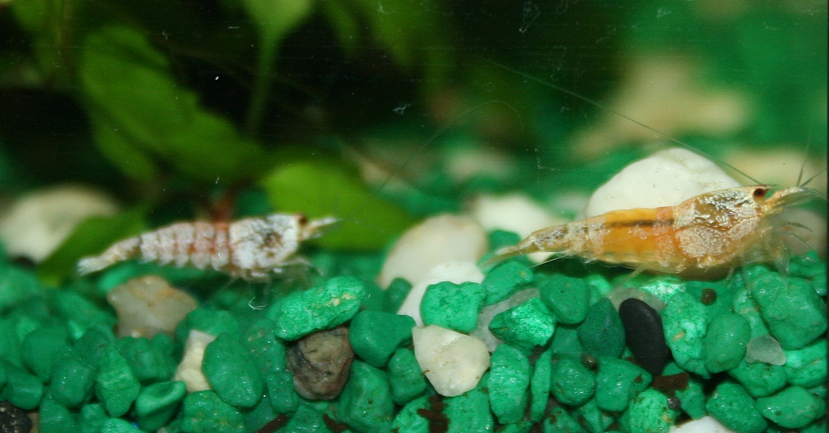 Caridina cf cantonensis