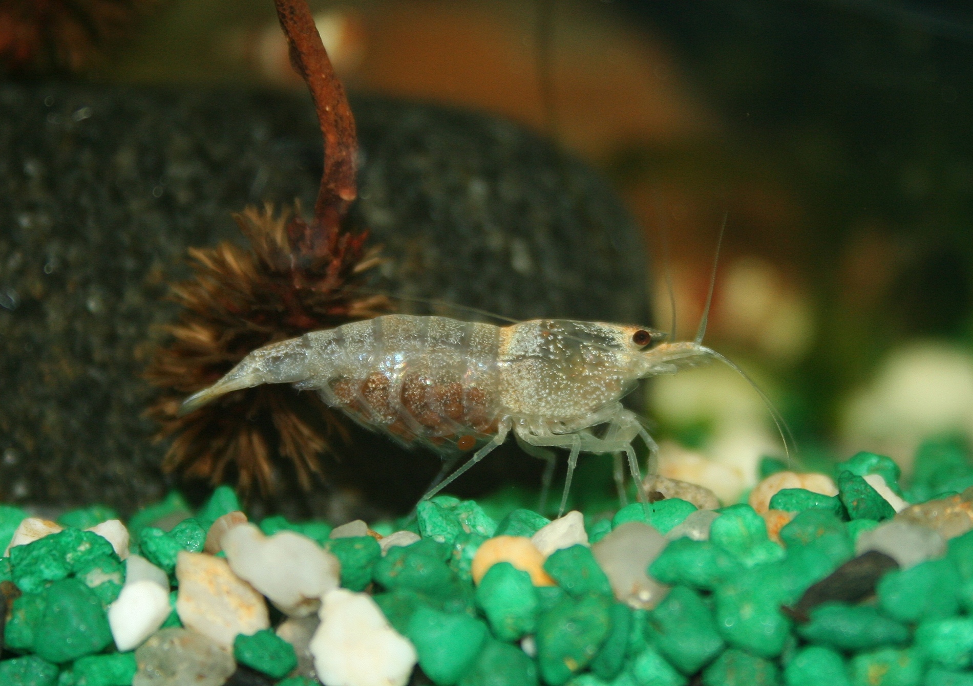 Caridina cf cantonensis