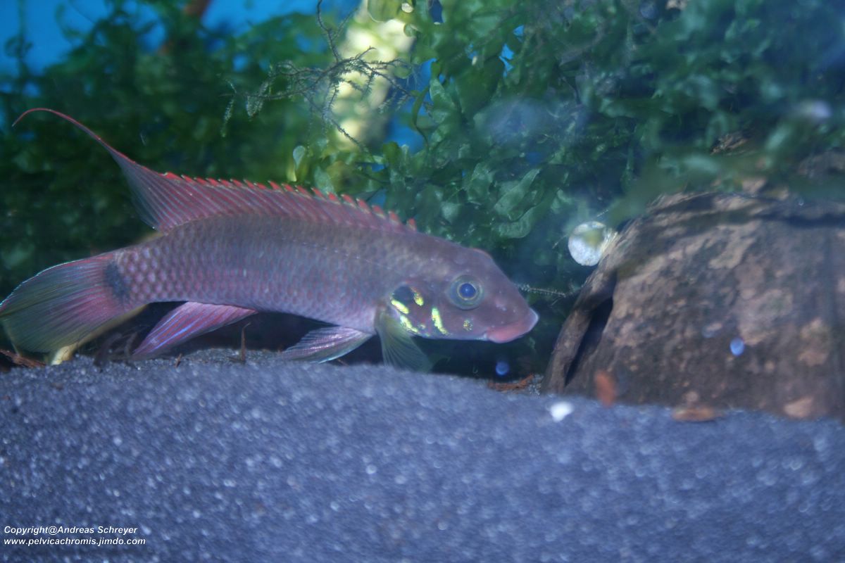 Pelvicachromis rubrolabiatus male