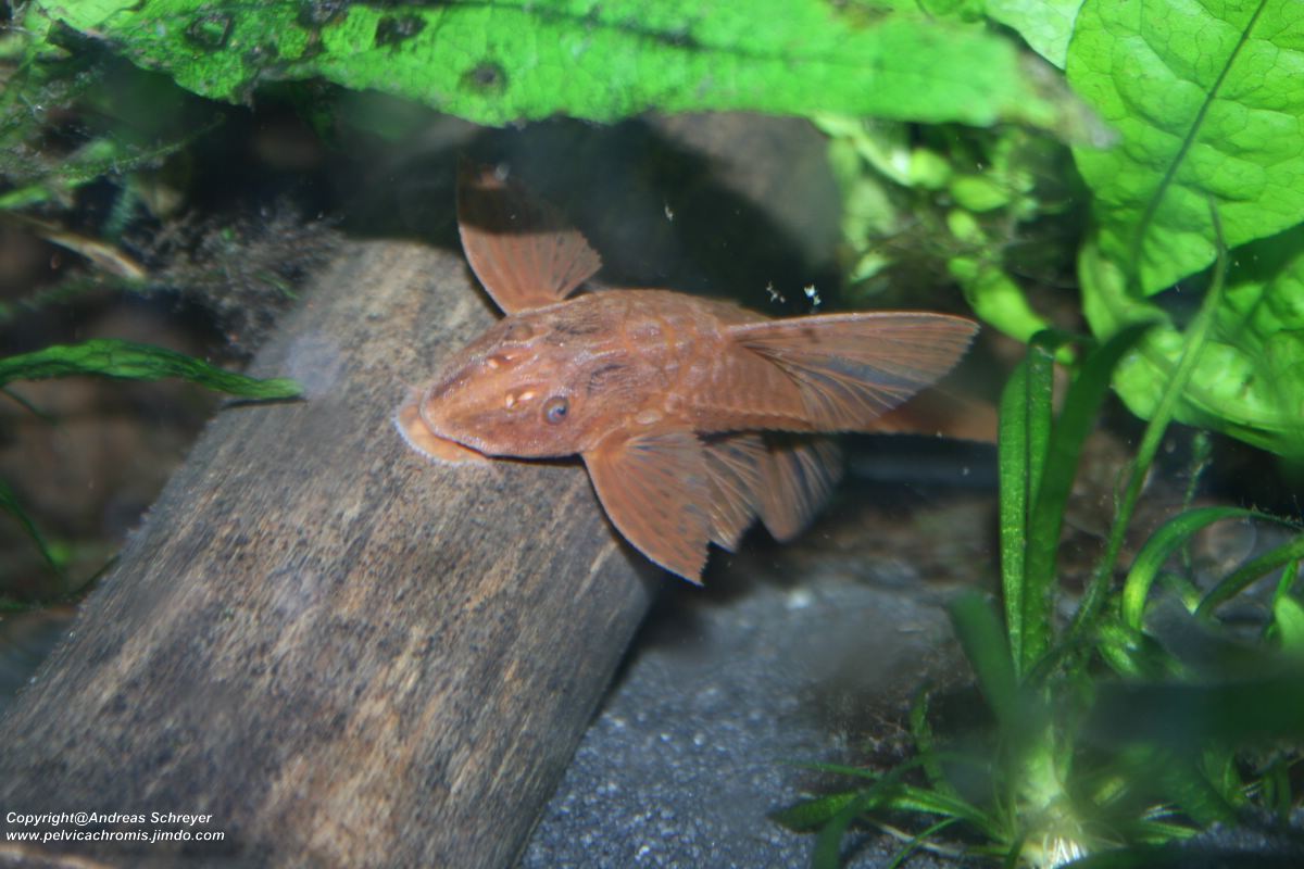 Leliella spec red