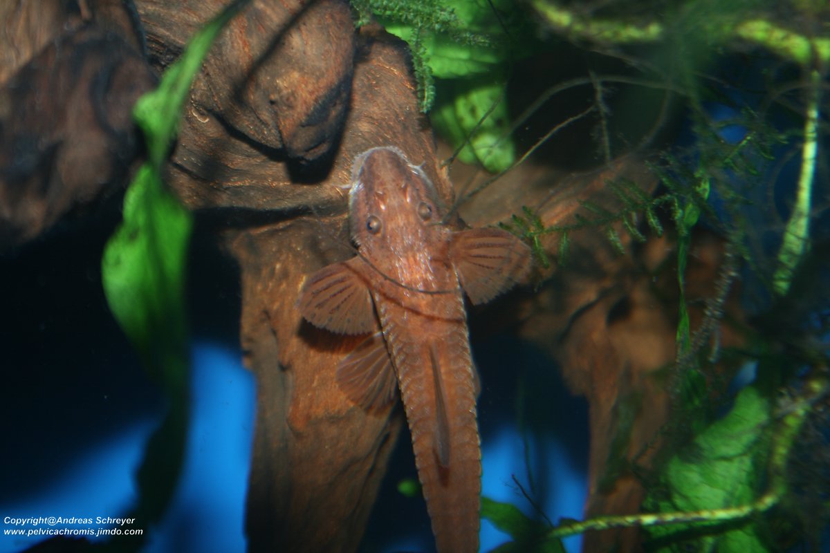 Leliella spec red