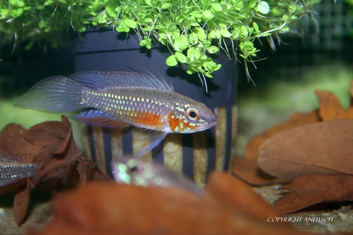 Apistogramma elizabethae