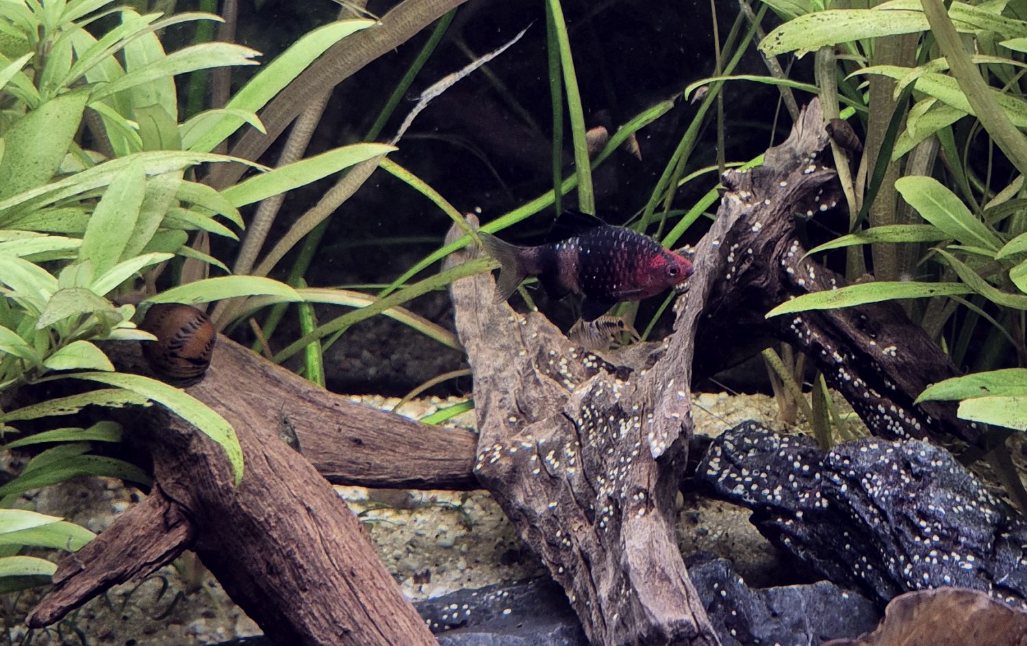 Pethia nigrofasciata Männchen