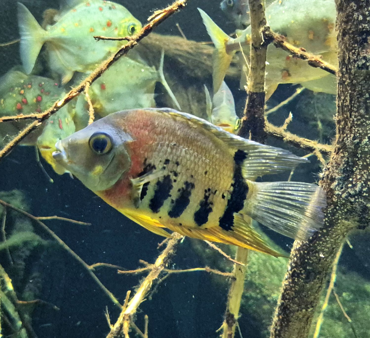 Heros efasciatus
