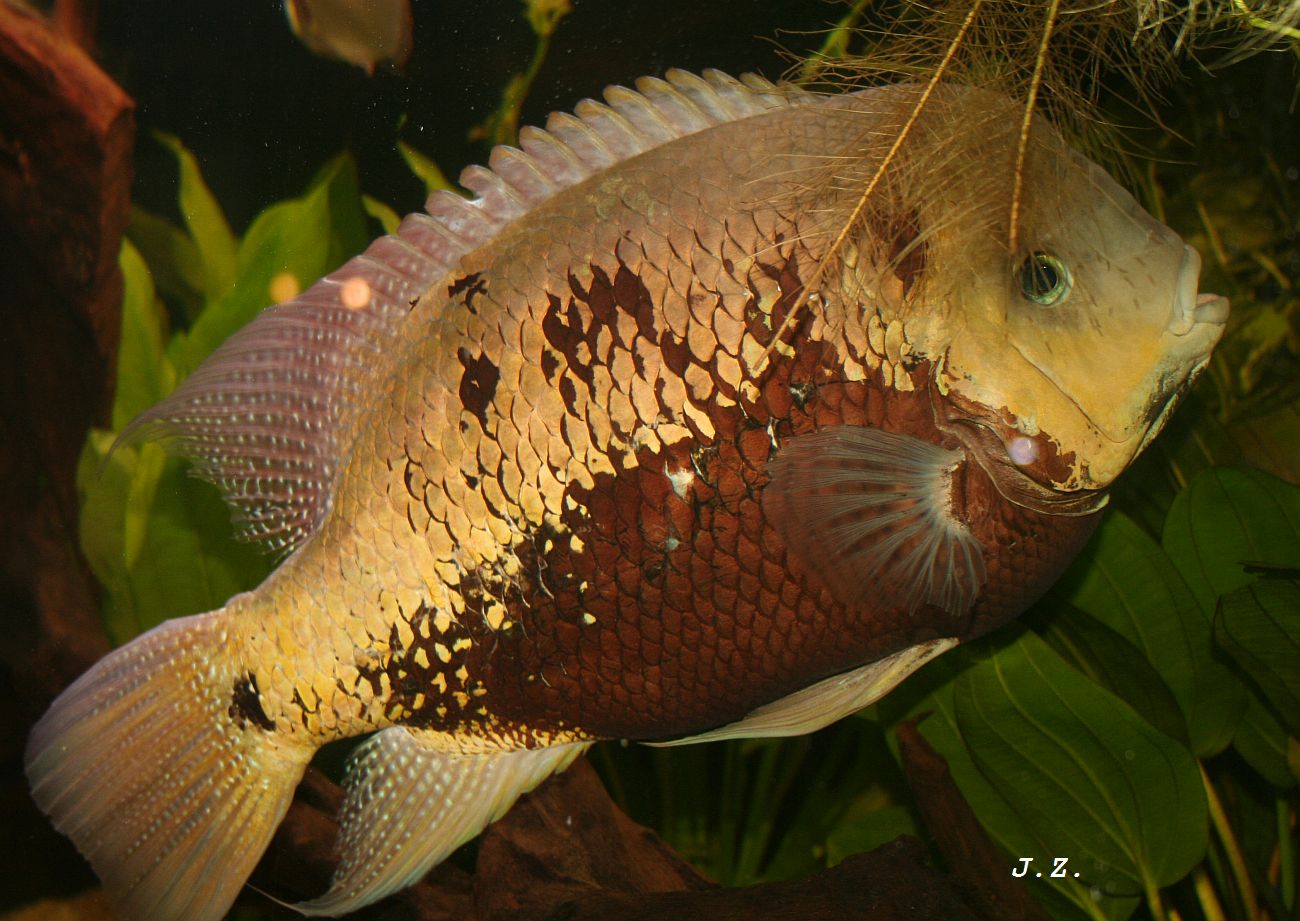 Cincelichthys pearsei