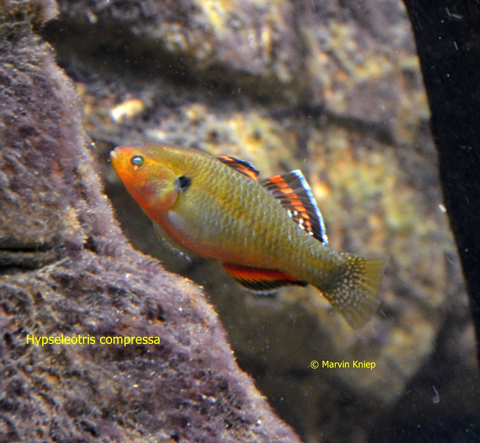 Hypseleotris compressa