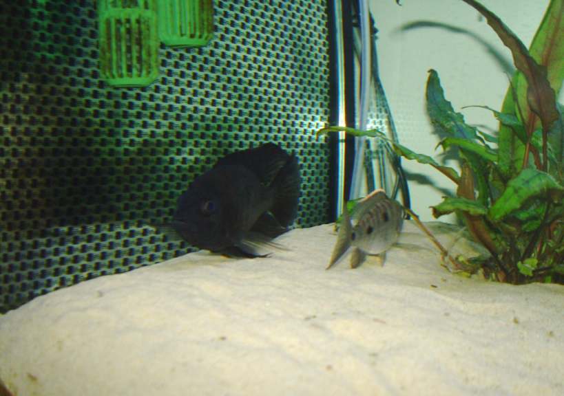Copadichromis melas "Mara point" (Couple)