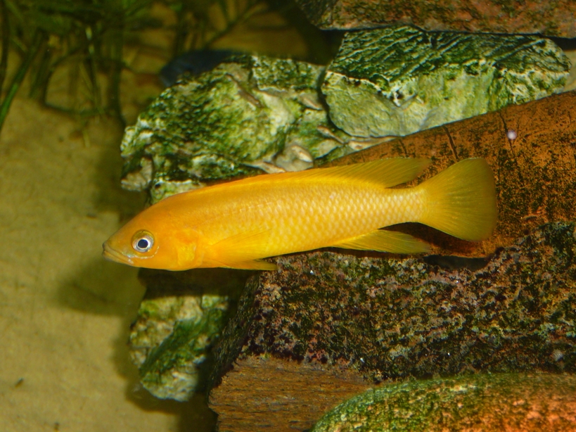 Neolamprologus leleupi (M)