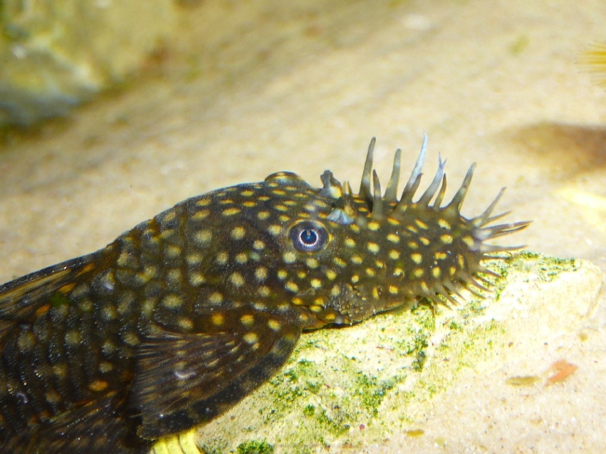 Ancystrus sp.3(M)